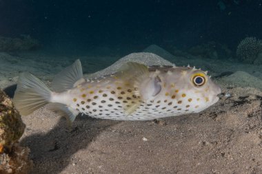 Kızıl Denizde yüzen balıklar, renkli balıklar, Eilat İsrail