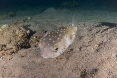 Kızıl Denizde yüzen balıklar, renkli balıklar, Eilat İsrail