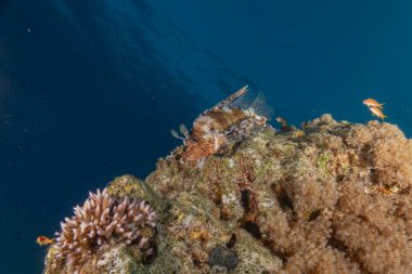 Kızıl Deniz 'deki aslan balığı renkli balık, Eilat Israel