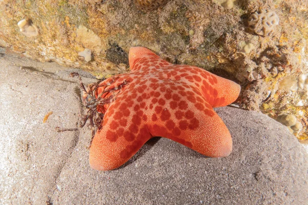 Starfish Fundo Mar Mar Vermelho Eilat Israel — Fotografia de Stock