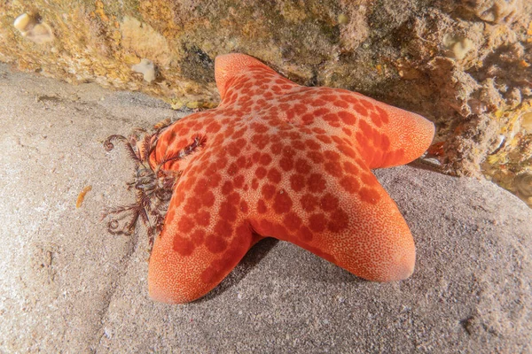 Rozgwiazdy Dnie Morza Morza Czerwonego Eilat Israel — Zdjęcie stockowe