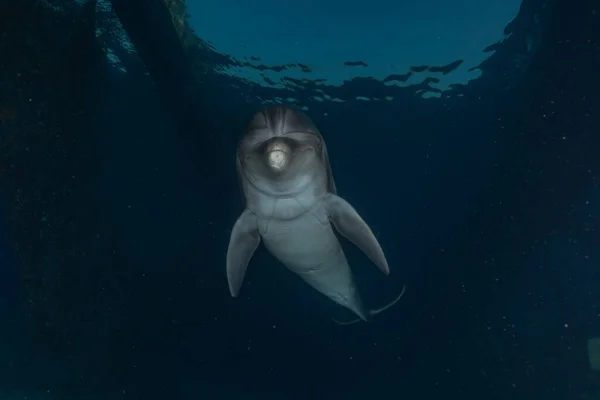 海豚在红海中游泳 Eilat Israel — 图库照片