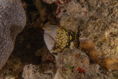 Moray eel Mooray lycodontis Kızıldenizde dalgalanma, Eilat Israel