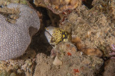 Moray eel Mooray lycodontis Kızıldenizde dalgalanma, Eilat Israel