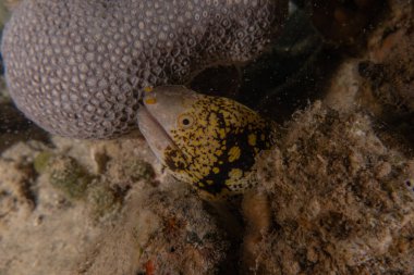 Moray eel Mooray lycodontis Kızıldenizde dalgalanma, Eilat Israel