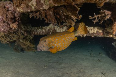 Kızıl Denizde yüzen balıklar, renkli balıklar, Eilat İsrail