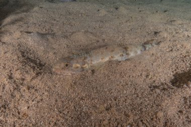 Kızıl Denizde yüzen balıklar, renkli balıklar, Eilat İsrail