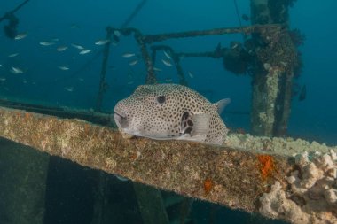 Kızıl Denizde yüzen balıklar, renkli balıklar, Eilat İsrail