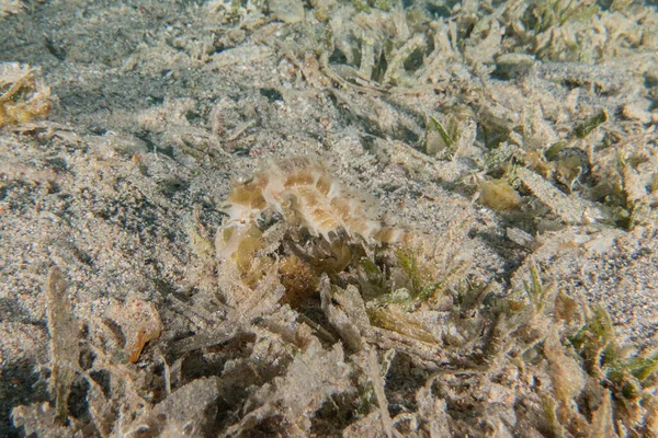 红海中的海马色彩艳丽 以色列鳗鱼 — 图库照片