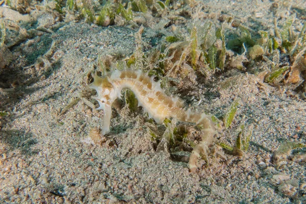 红海中的海马色彩艳丽 以色列鳗鱼 — 图库照片