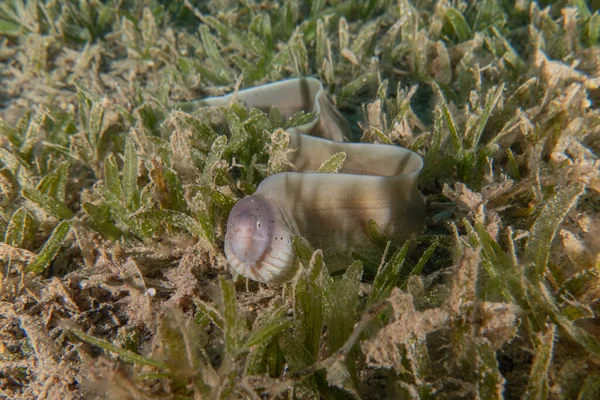 Eilat Israel红海的Moray Eel Mooray Lycodontis Undulatus — 图库照片