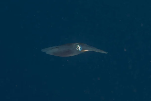 Bläckfisk Röda Havet Färgglada Och Vackra Eilat Israel — Stockfoto