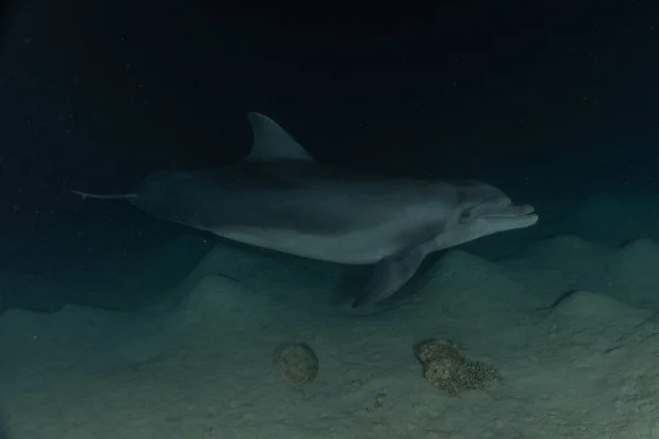 Delfín Nadando Mar Rojo Eilat Israel — Foto de Stock