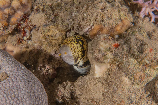 Moray Eel Mooray Lycodontis Undulatus Red Sea Eilat Israel — 스톡 사진