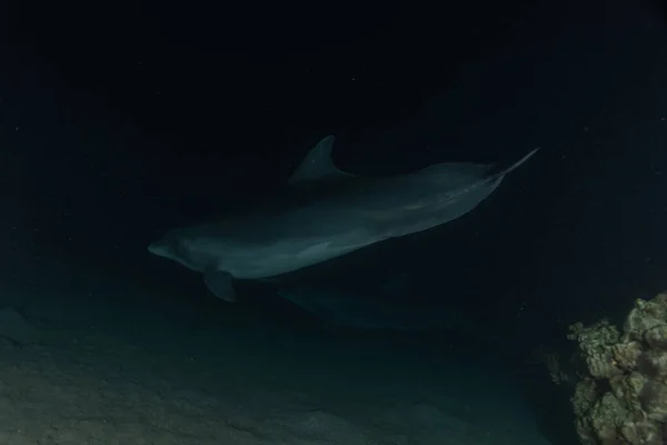 Дельфіни Плавають Червоному Морі Ейлат — стокове фото