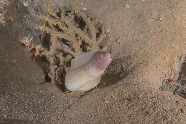 Moray eel Mooray lycodontis Kızıldenizde dalgalanma, Eilat Israel