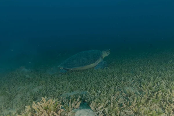 stock image Hawksbill sea turtle in the Red Sea, Eilat, Israel