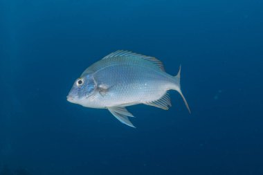 Kızıl Denizde yüzen balıklar, renkli balıklar, Eilat İsrail