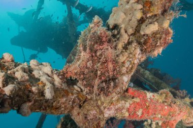 Kızıl Denizde yüzen balıklar, renkli balıklar, Eilat İsrail