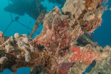 Kızıl Denizde yüzen balıklar, renkli balıklar, Eilat İsrail