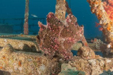 Kızıl Denizde yüzen balıklar, renkli balıklar, Eilat İsrail