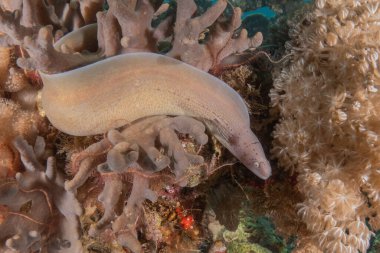 Moray eel Mooray lycodontis Kızıldenizde dalgalanma, Eilat Israel