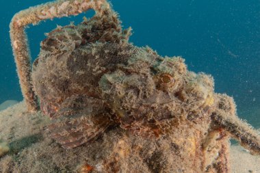 Kızıl Denizde yüzen balıklar, renkli balıklar, Eilat İsrail