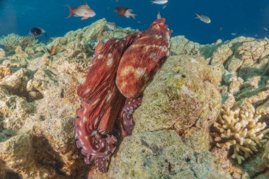 Kızıl Deniz 'deki kamuflajın kralı, Eilat Israel. 