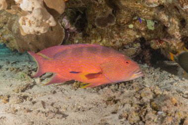 Kızıl Denizde yüzen balıklar, renkli balıklar, Eilat İsrail