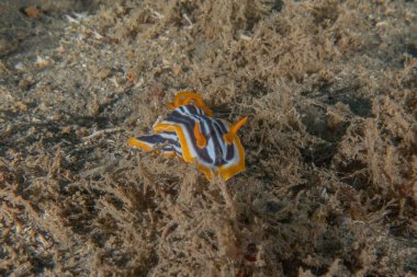 Kızıl Deniz 'deki deniz sümüklüböceği Renkli ve güzel, Eilat Israel
