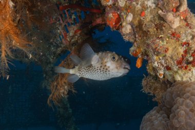 Kızıl Denizde yüzen balıklar, renkli balıklar, Eilat İsrail