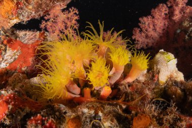 Kızıldeniz 'deki mercan resifi ve su bitkileri, Eilat Israel