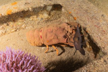 Kızıl Deniz 'deki ıstakozlar Renkli ve güzel, Eilat Israel