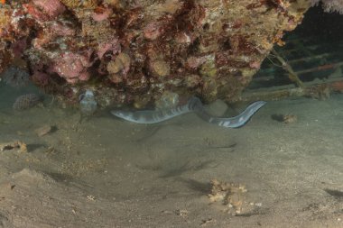 Moray eel Mooray lycodontis Kızıldenizde dalgalanma, Eilat Israel