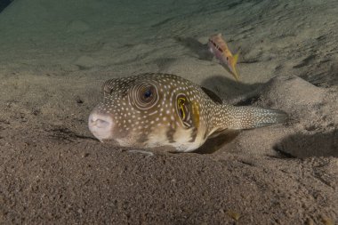 Kızıl Denizde yüzen balıklar, renkli balıklar, Eilat İsrail