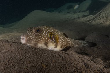 Kızıl Denizde yüzen balıklar, renkli balıklar, Eilat İsrail