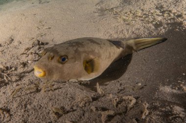 Kızıl Denizde yüzen balıklar, renkli balıklar, Eilat İsrail