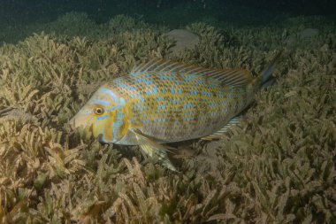 Kızıl Denizde yüzen balıklar, renkli balıklar, Eilat İsrail