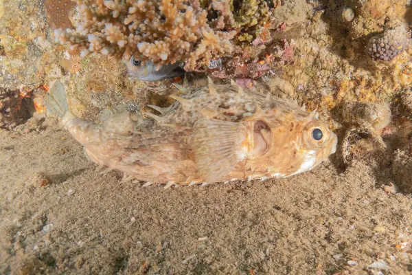 stock image Fish swimming in the Red Sea, colorful fish, Eilat Israel