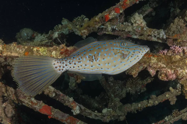 stock image Fish swimming in the Red Sea, colorful fish, Eilat Israel