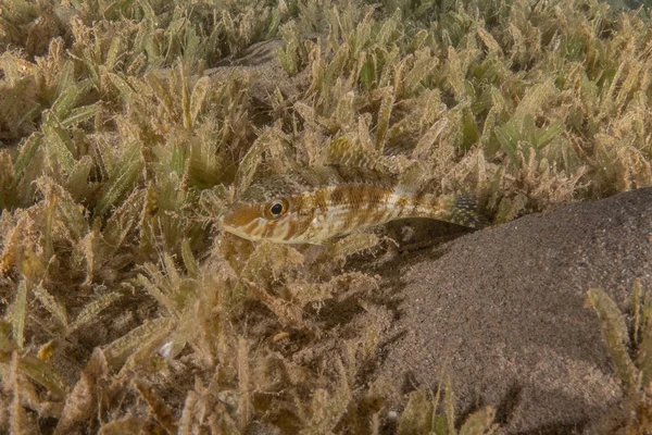 Ryby Plavání Rudém Moři Barevné Ryby Eilat Izrael — Stock fotografie