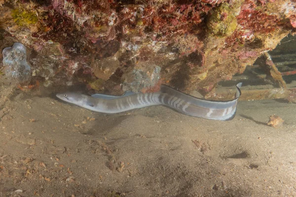 Moray Eel Mooray Lycodontis Undulatus Красном Море Эйлат Израиль Стоковое Изображение