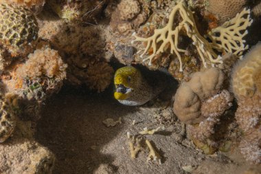 Moray eel Mooray lycodontis Kızıldenizde dalgalanma, Eilat Israel