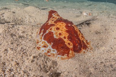 Kızıl Deniz 'deki deniz sümüklüböceği Renkli ve güzel, Eilat Israel