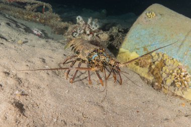 Kızıl Deniz 'deki ıstakozlar Renkli ve güzel, Eilat Israel