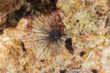 Kızıldeniz 'deki mercan resifi ve su bitkileri, Eilat Israel