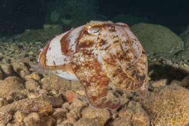 Kızıl Deniz 'deki mürekkep balığı Renkli ve güzel, Eilat Israel
