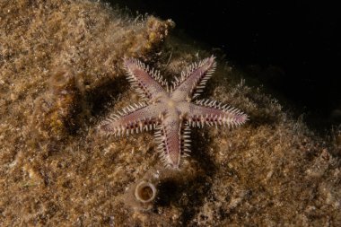 Kızıldeniz 'in deniz tabanındaki denizyıldızı, Eilat Israel