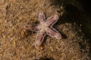 Kızıldeniz 'in deniz tabanındaki denizyıldızı, Eilat Israel
