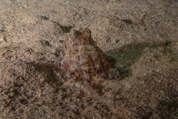 Octopus Rei Camuflagem Mar Vermelho Eilat Israel — Fotografia de Stock